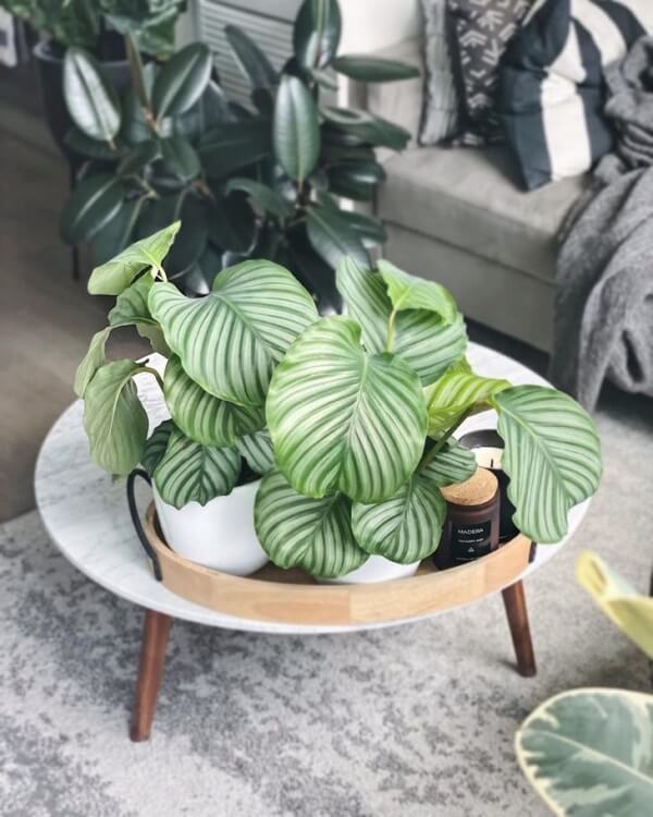 Maranta Calathea diferença