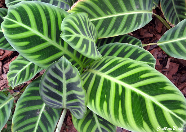 Maranta Leuconeura tipos