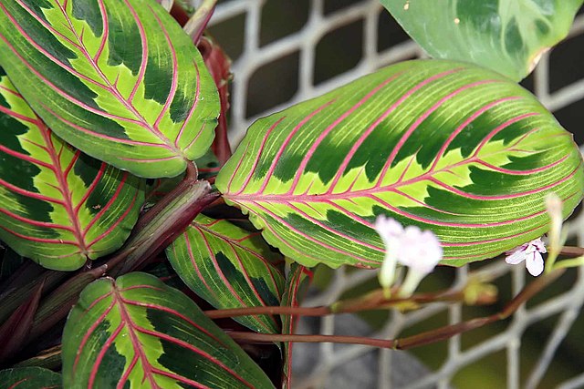 Maranta cultivo