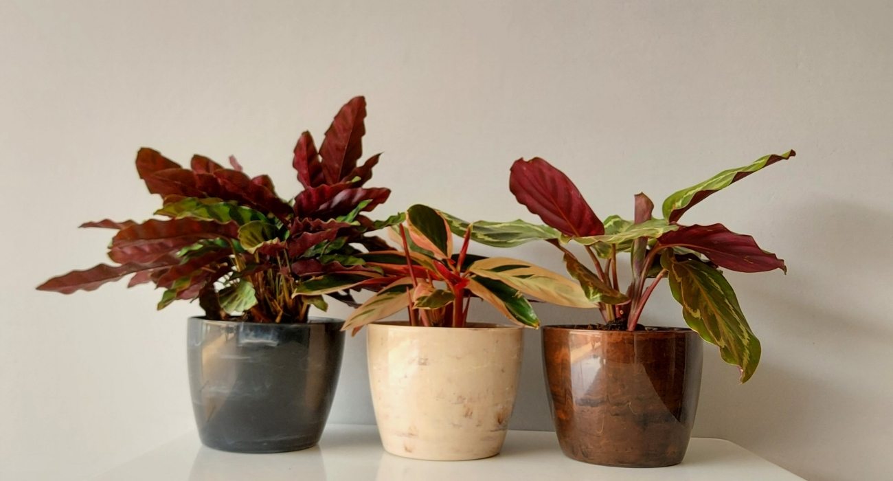 Maranta Leuconeura tipos