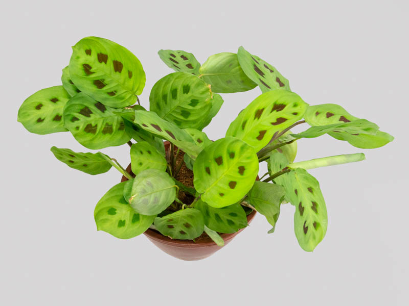 Maranta temperatura ideal