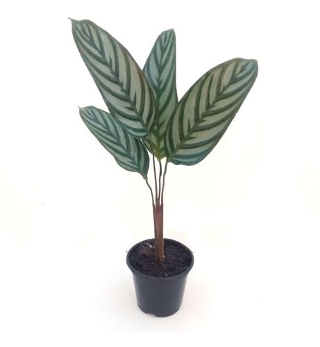 Maranta tipos fáceis de cuidar