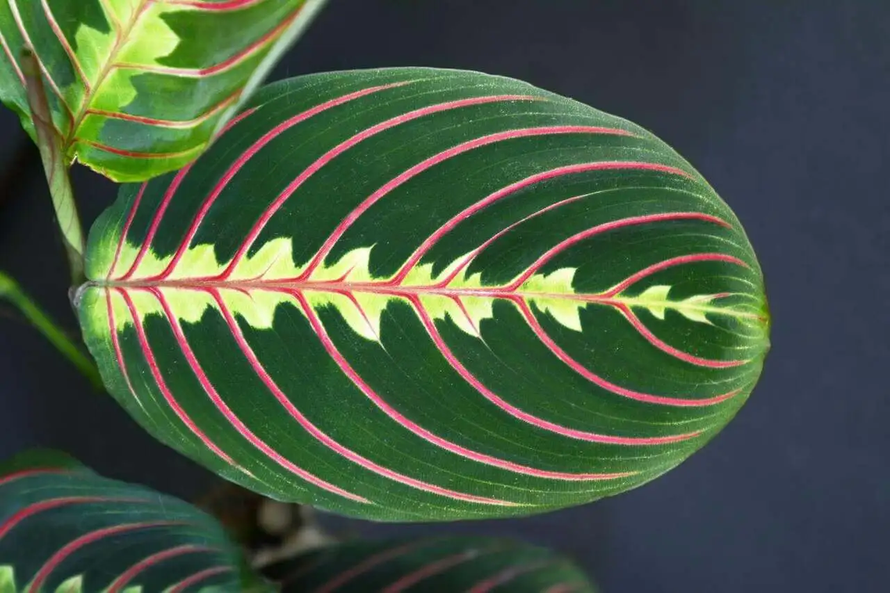 Maranta folhagem ornamental