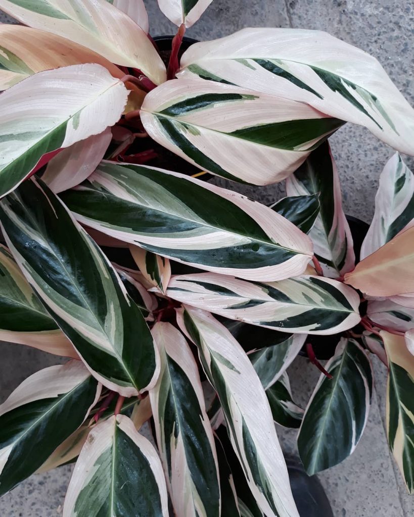 Maranta planta rezadeira