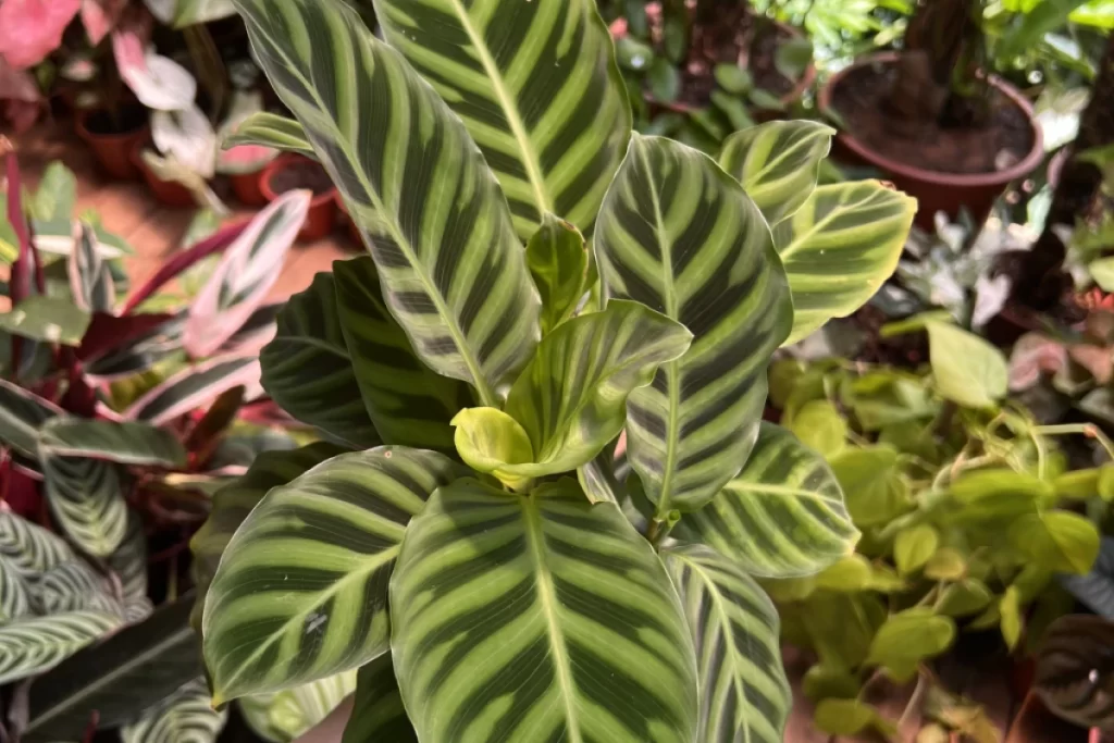 Maranta Marantaceae