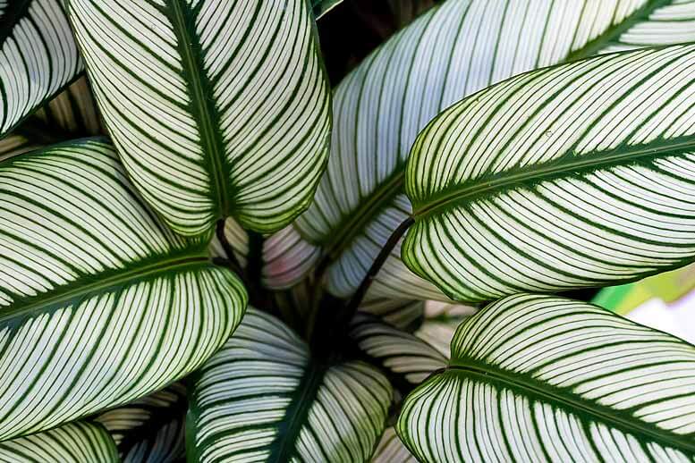 Maranta rega