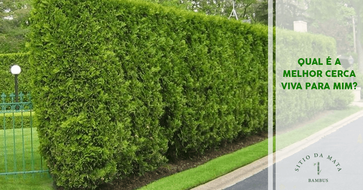 cerca viva para privacidade