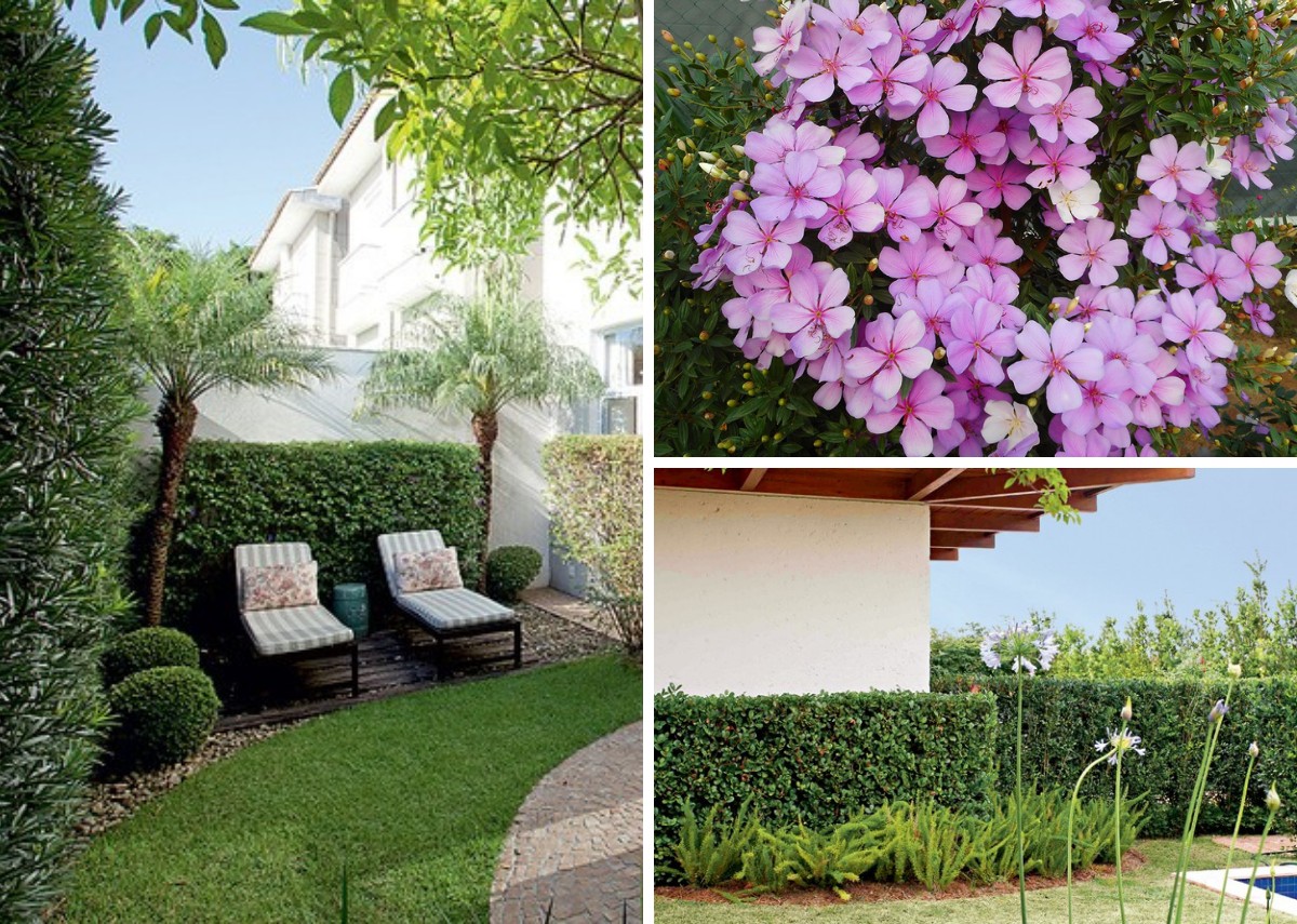 cerca viva para privacidade