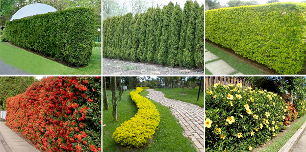 cerca viva ornamental
