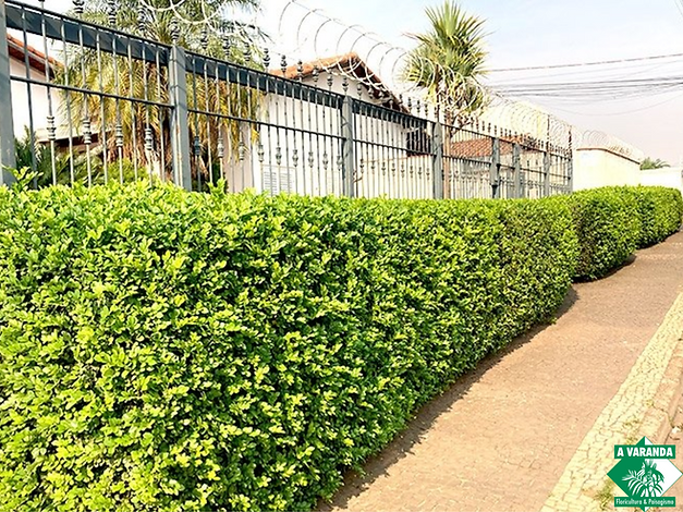 plantas para muro verde