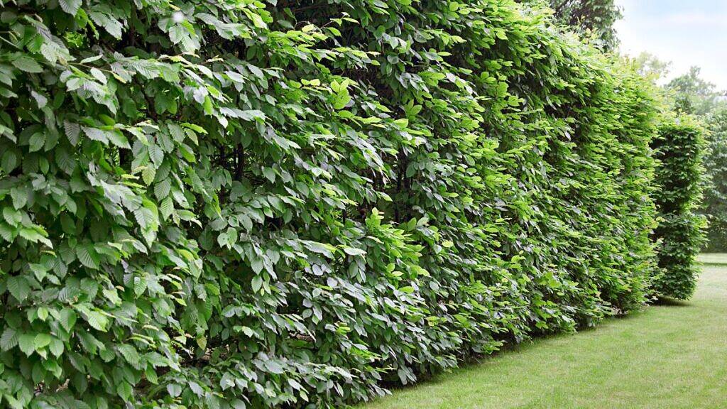 cerca viva resistente ao sol