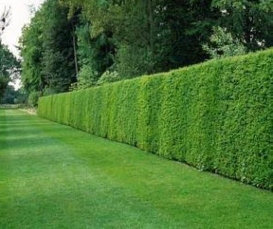 cerca viva para áreas rurais