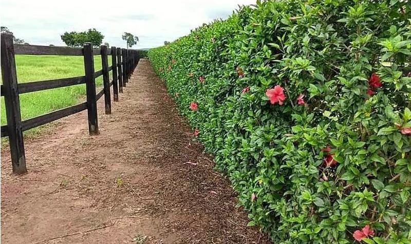 cerca viva espinhosa