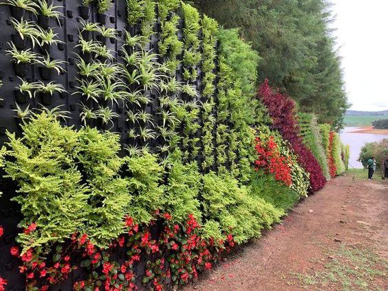 cerca viva para áreas rurais