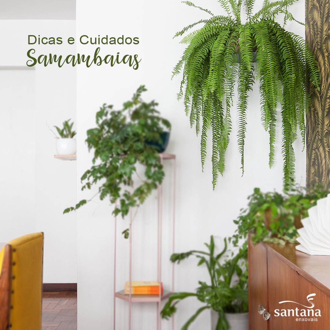 mini samambaia havaiana dicas de decoração com vasos