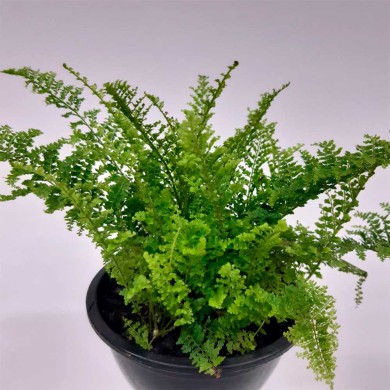 mini samambaia havaiana dicas de decoração com vasos