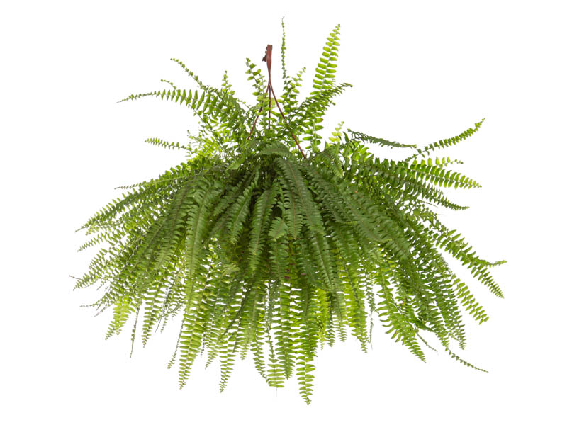 mini samambaia vs samambaia comum qual a melhor