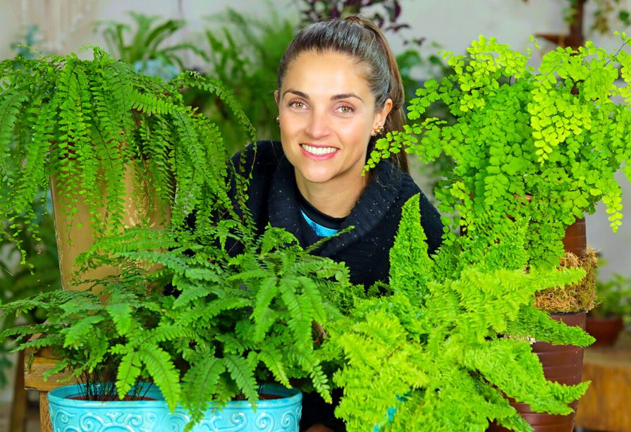 como propagar mini samambaia em casa