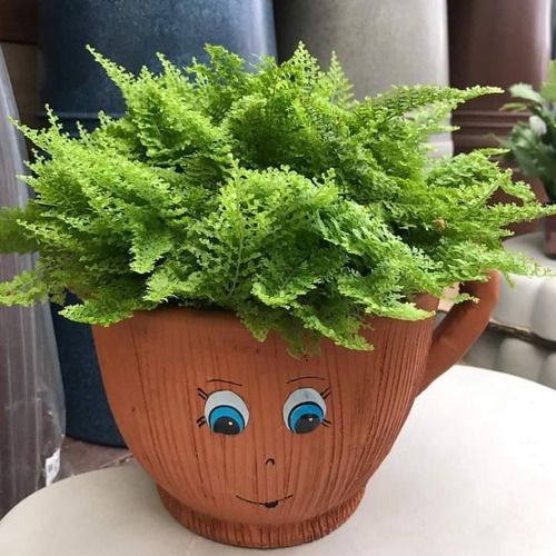 erros comuns ao cuidar de mini samambaia