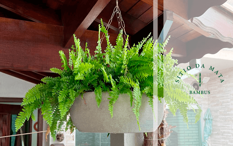 mini samambaia vs samambaia comum qual a melhor