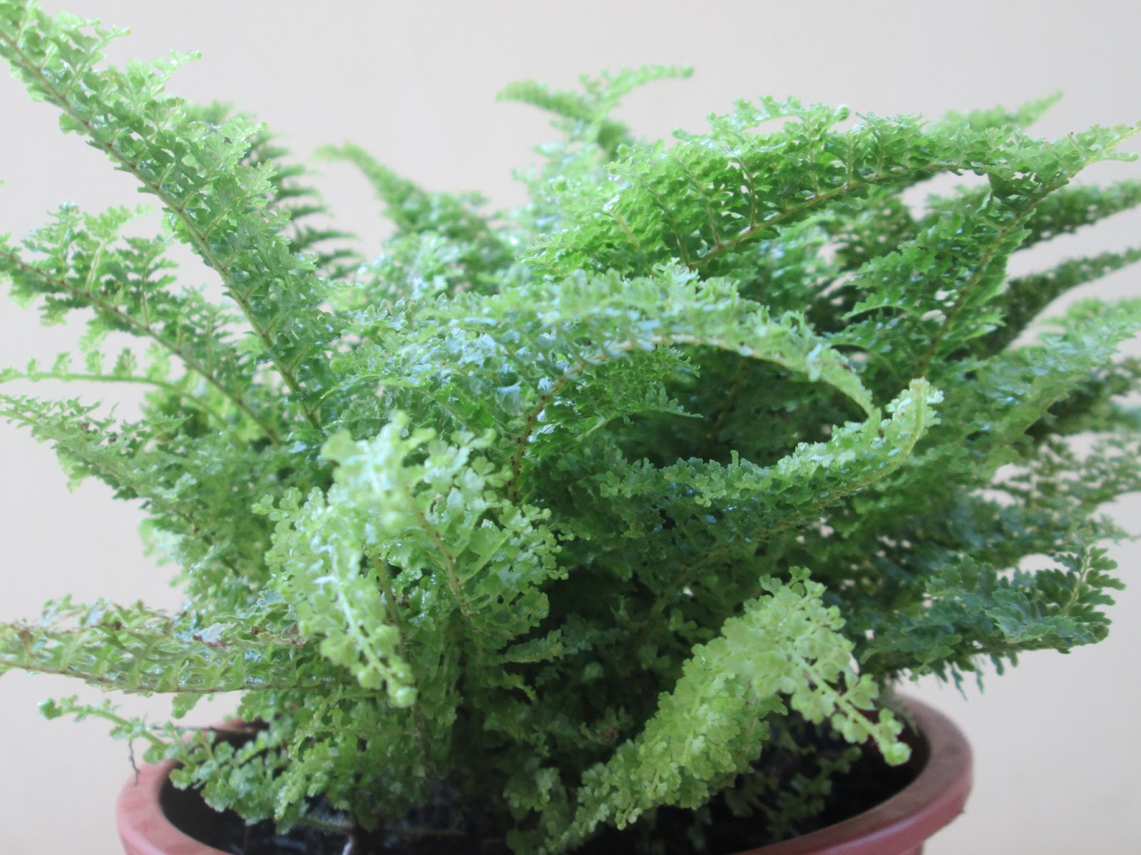 erros comuns ao cuidar de mini samambaia