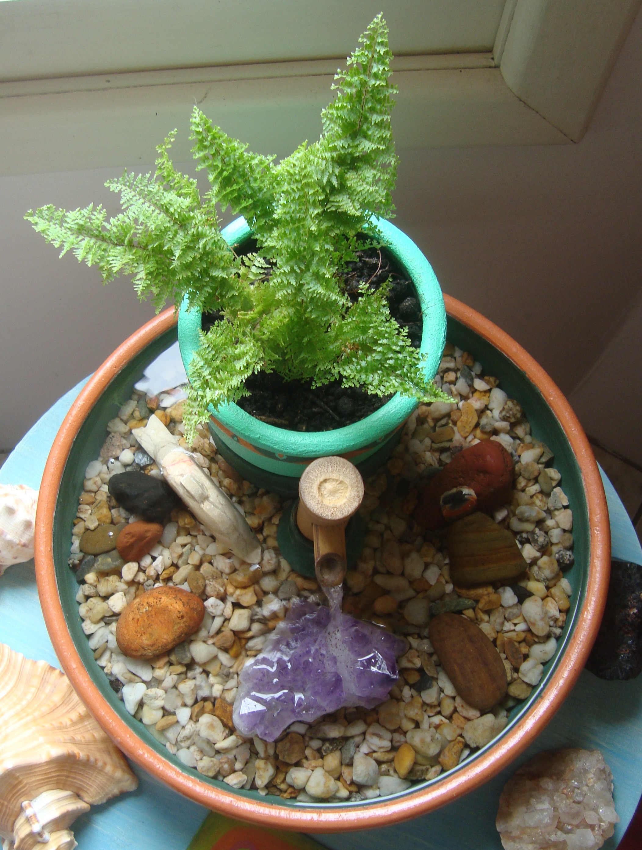 mini samambaia vs samambaia comum qual a melhor