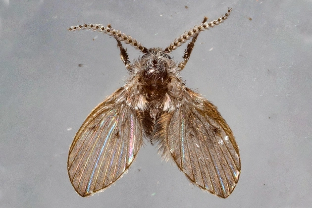 mosca de filtro
