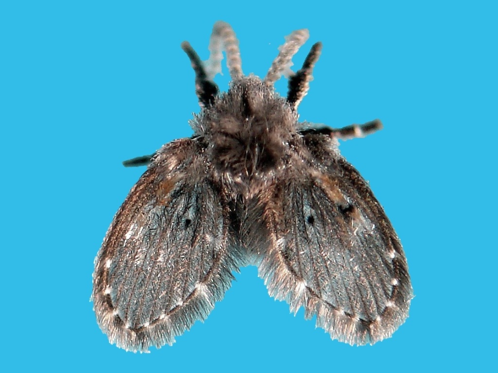 mosca de ralo