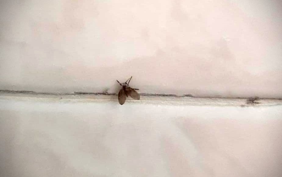 psychodidae