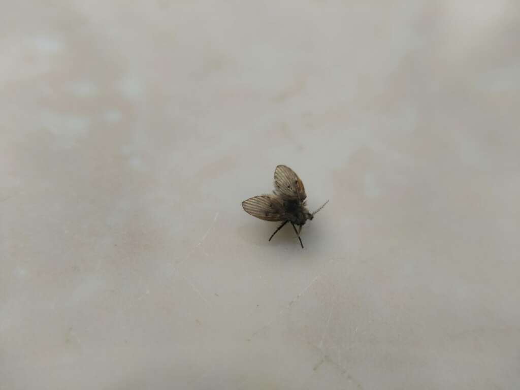 eliminar mosquinha banheiro