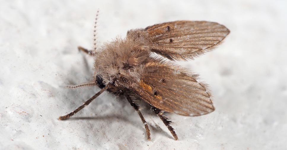psychodidae