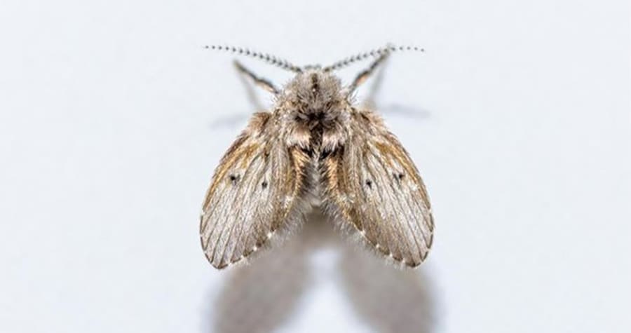 mosca de filtro