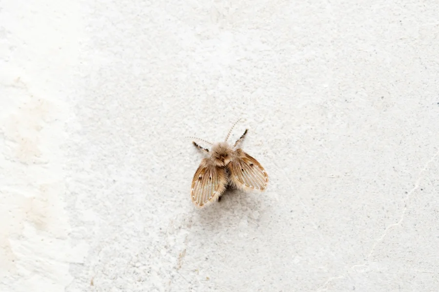 mosca de ralo