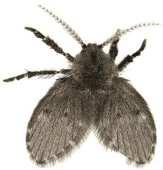 psychodidae