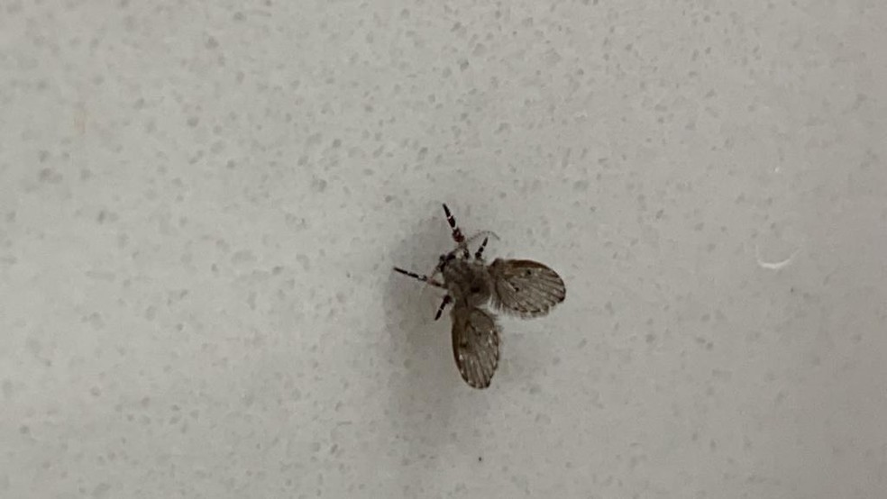 criadouro de mosca banheiro
