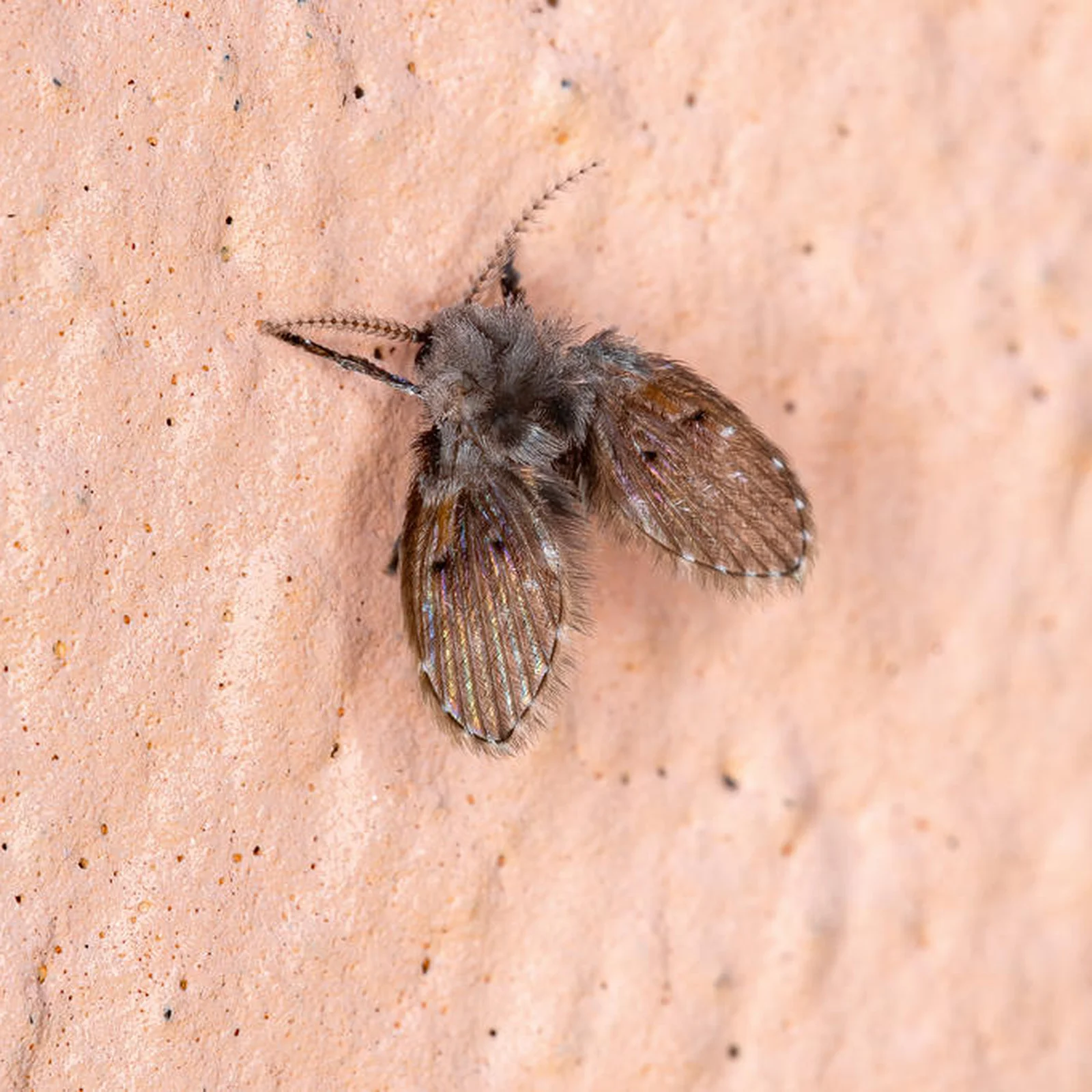 eliminar mosquinha banheiro