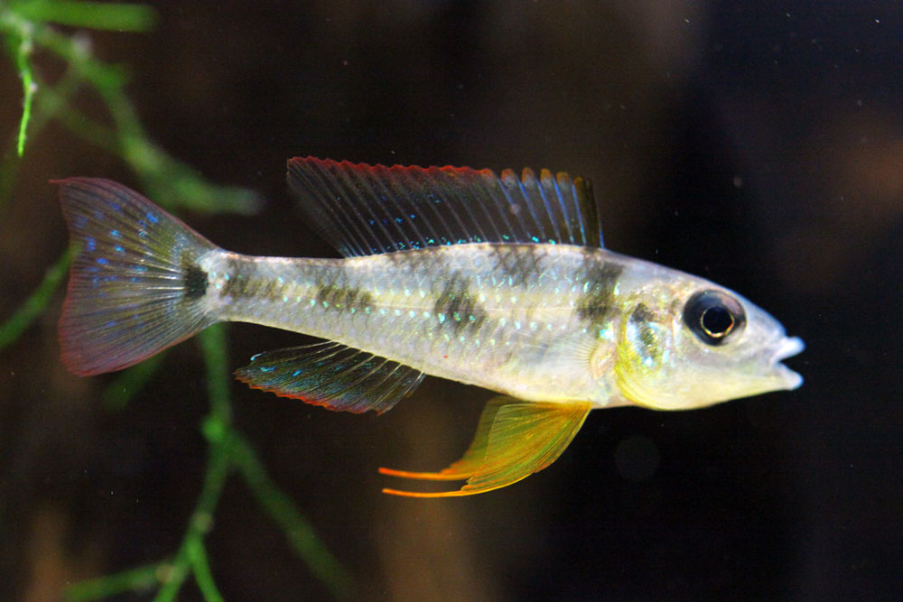 netuno em peixes duração