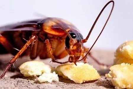 dieta das baratas