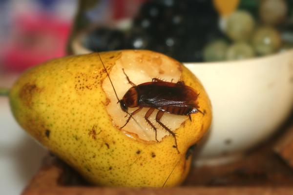alimentos que atraem baratas