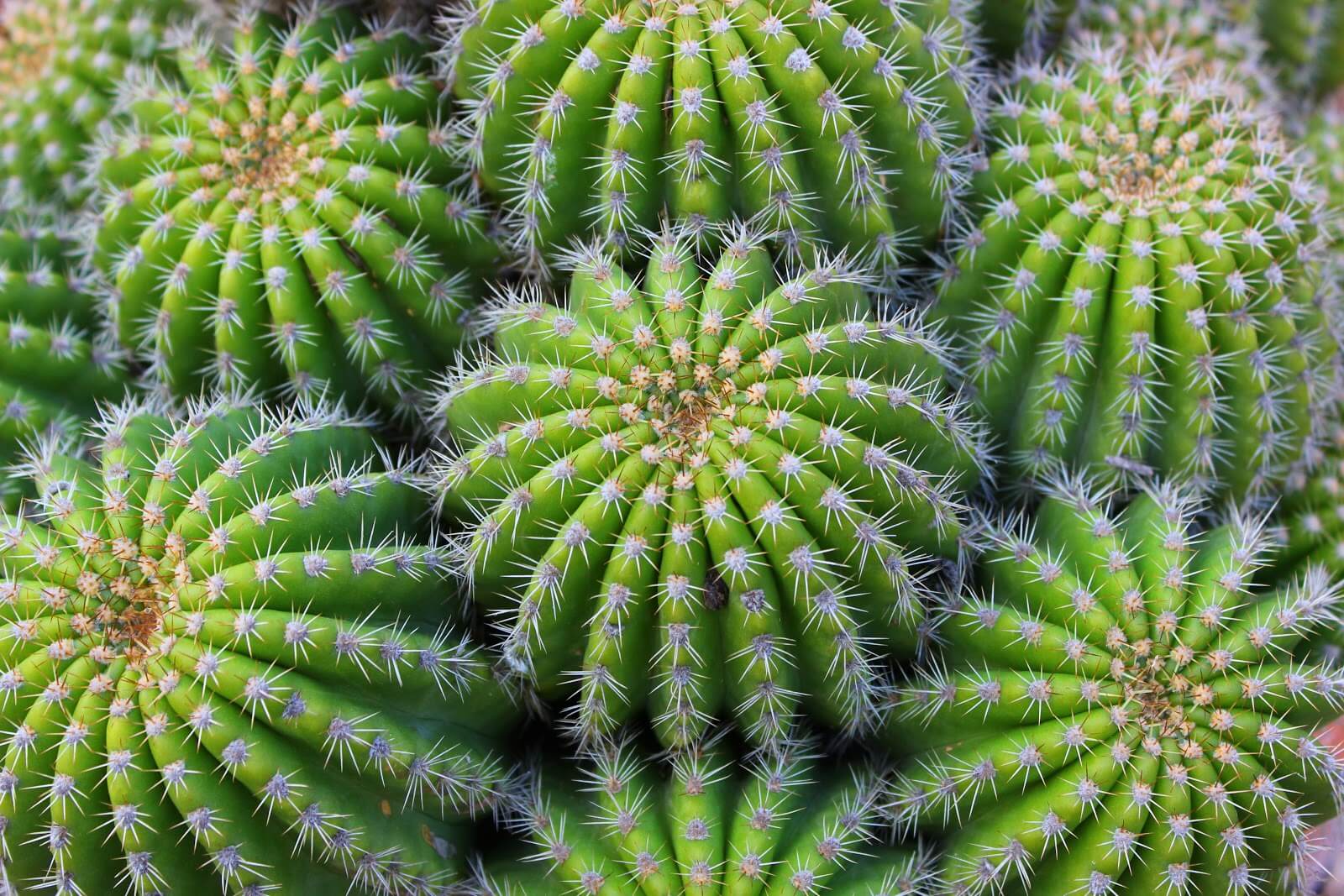 cactos ornamentais