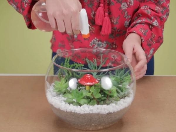 erros comuns ao montar um terrário