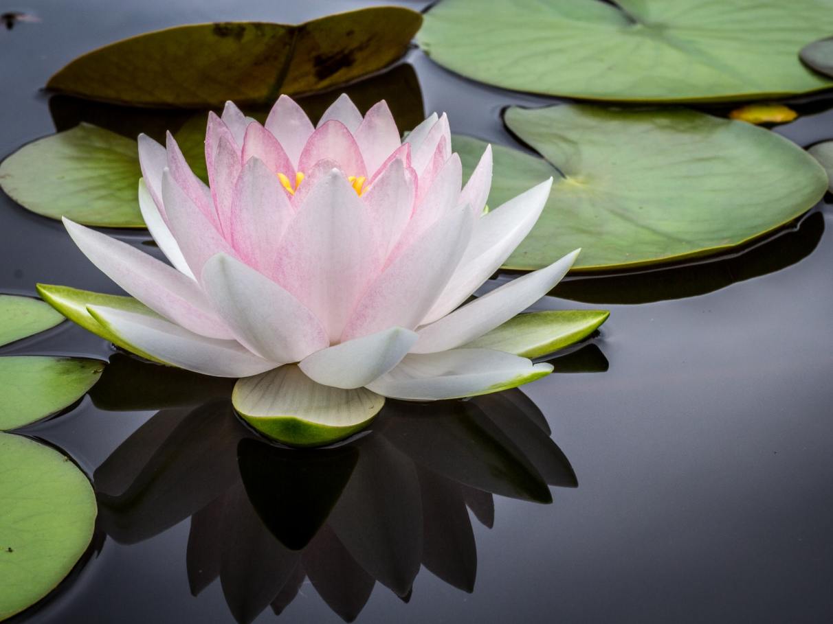flor de lótus significado espiritual