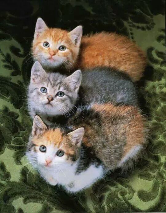 papel de parede gato preto minimalista