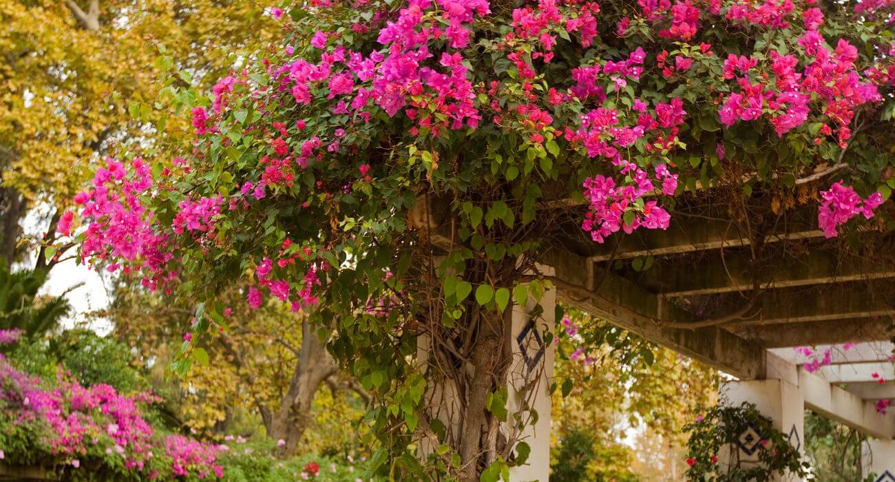 pergolado de primavera colorido