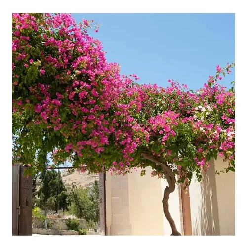 jardim com pergolado de primavera