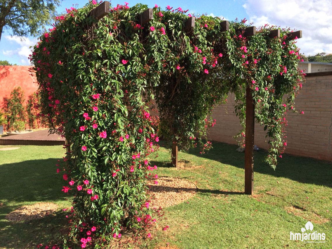 paisagismo com bougainvillea