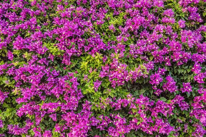 pergolado de bougainvillea roxo