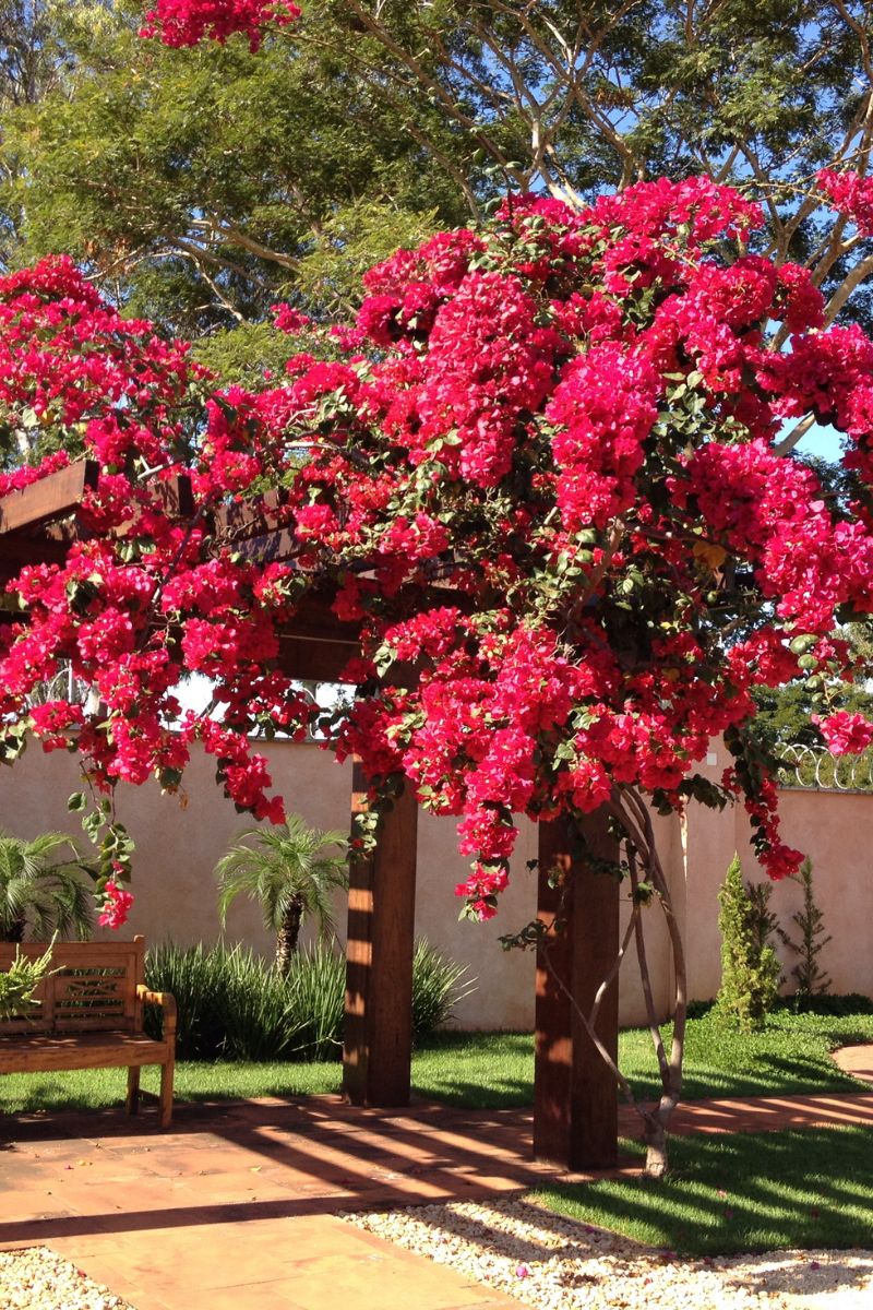 pergolado de bougainvillea vermelho