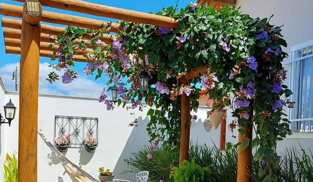 manutenção pergolado bougainvillea