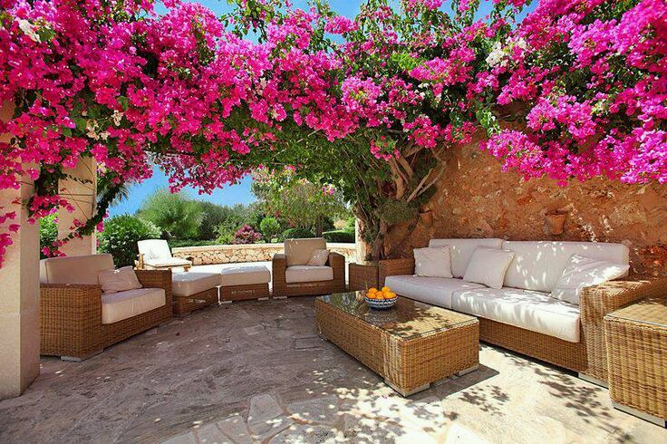 estrutura para bougainvillea